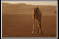 Oman (31).jpg